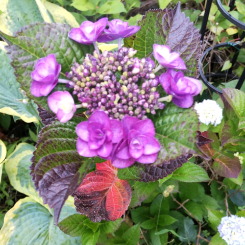 紫陽花【タイニータフスタッフ 1苗】日々変化する美しさ 晩秋まで