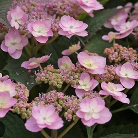 紫陽花【タイニータフスタッフ 1苗】日々変化する美しさ 晩秋まで
