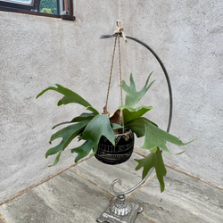 父の日プレゼントにも！『ビカクシダ　ネザーランド』モノトーンなアフリカンポット付き 1枚目の画像