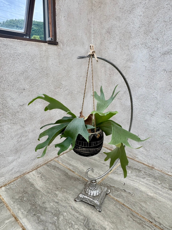 父の日プレゼントにも！『ビカクシダ　ネザーランド』モノトーンなアフリカンポット付き 1枚目の画像