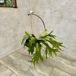 父の日プレゼントにも！『ビカクシダ　ネザーランド』モノトーンなアフリカンポット付き 2枚目の画像