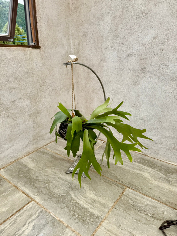 父の日プレゼントにも！『ビカクシダ　ネザーランド』モノトーンなアフリカンポット付き 2枚目の画像