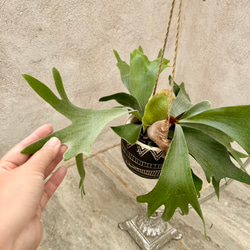 父の日プレゼントにも！『ビカクシダ　ネザーランド』モノトーンなアフリカンポット付き 6枚目の画像