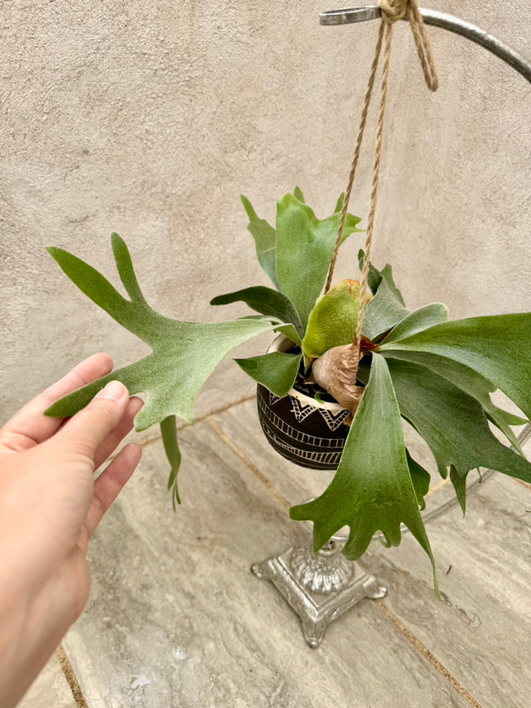 父の日プレゼントにも！『ビカクシダ　ネザーランド』モノトーンなアフリカンポット付き 6枚目の画像