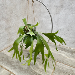 父の日プレゼントにも！『ビカクシダ　ネザーランド』モノトーンなアフリカンポット付き 4枚目の画像