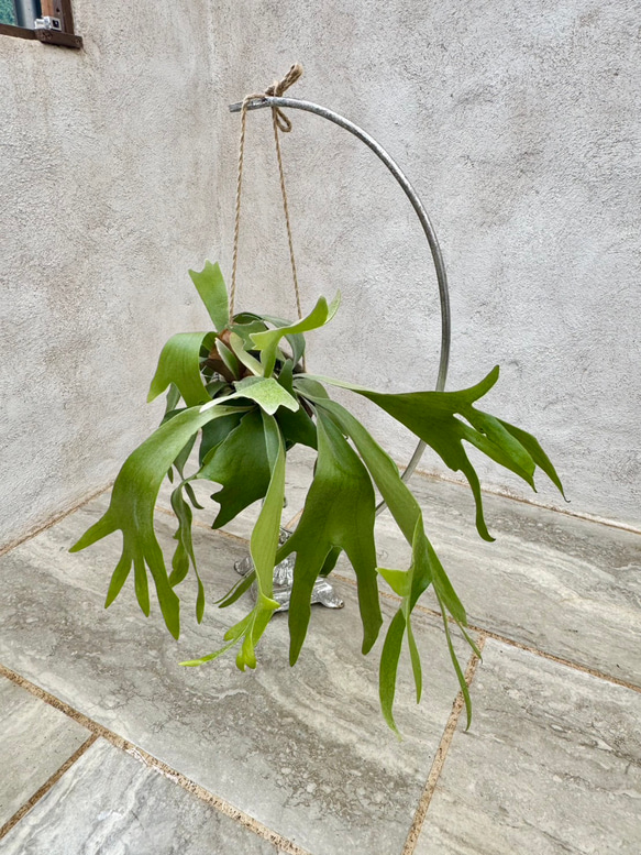 父の日プレゼントにも！『ビカクシダ　ネザーランド』モノトーンなアフリカンポット付き 4枚目の画像