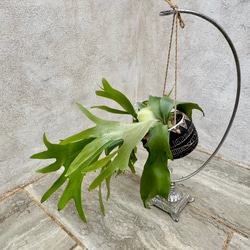 父の日プレゼントにも！『ビカクシダ　ネザーランド』モノトーンなアフリカンポット付き 3枚目の画像