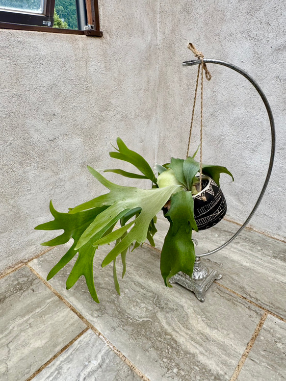 父の日プレゼントにも！『ビカクシダ　ネザーランド』モノトーンなアフリカンポット付き 3枚目の画像