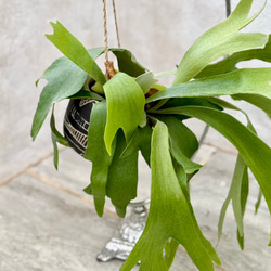 父の日プレゼントにも！『ビカクシダ　ネザーランド』モノトーンなアフリカンポット付き 5枚目の画像