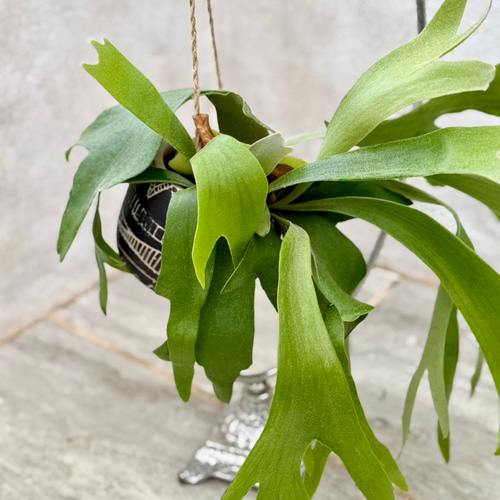 父の日プレゼントにも！『ビカクシダ ネザーランド』モノトーンな