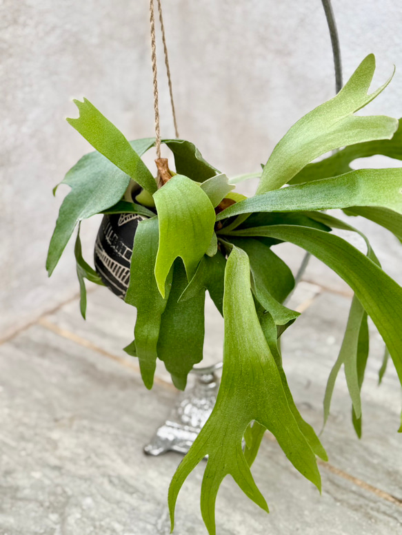 父の日プレゼントにも！『ビカクシダ　ネザーランド』モノトーンなアフリカンポット付き 5枚目の画像