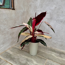 父の日のプレゼントにも♪おしゃれな観葉植物『ストロマンテ・トリオスター』 1枚目の画像