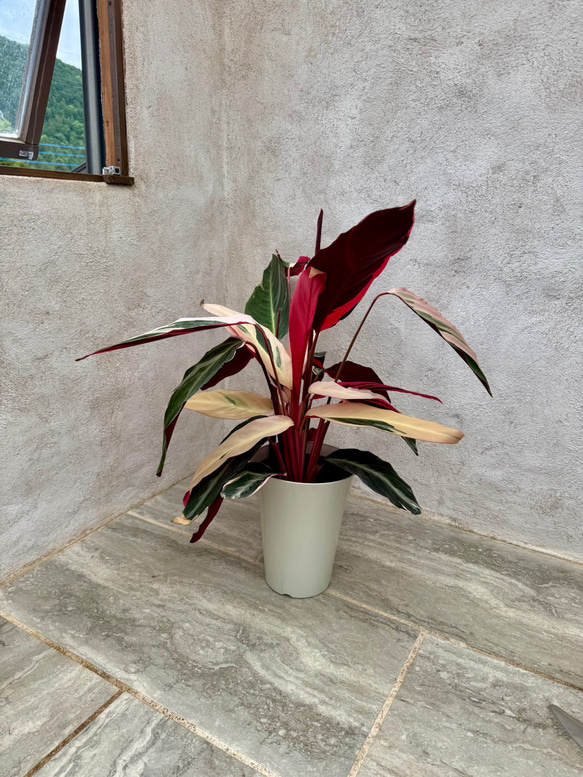 父の日のプレゼントにも♪おしゃれな観葉植物『ストロマンテ・トリオスター』 1枚目の画像