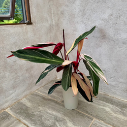 父の日のプレゼントにも♪おしゃれな観葉植物『ストロマンテ・トリオスター』 3枚目の画像