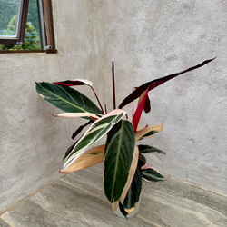 父の日のプレゼントにも♪おしゃれな観葉植物『ストロマンテ・トリオスター』 2枚目の画像