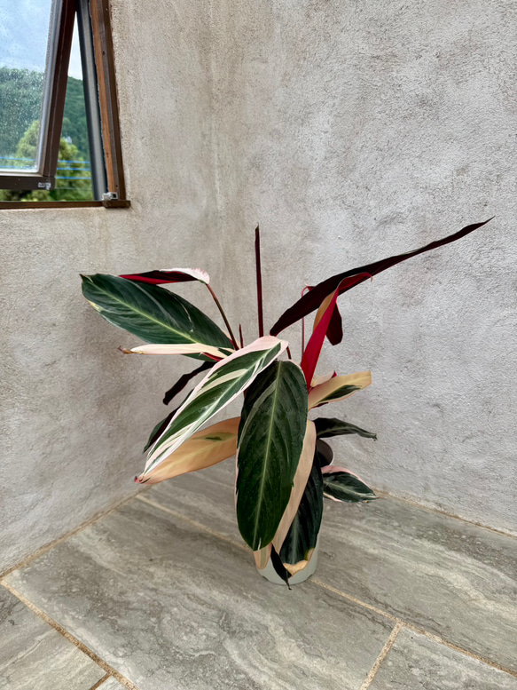 父の日のプレゼントにも♪おしゃれな観葉植物『ストロマンテ・トリオスター』 2枚目の画像