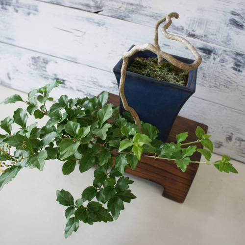 盆栽 『真柏』 和風 インテリア 観葉植物 園芸 オブジェ 送料無料 b086 真柏盆栽！ 盆栽 『真柏』 松 和風 インテリア 園芸