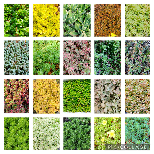 多肉植物セダム 20種類 各5カットずつ【育成説明書付】 多肉植物 多