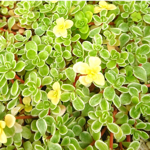 多肉植物　セダム　カリシア　50カット 増えすぎ特別価格】多肉植物セダム ダシフィルム50カット【育成