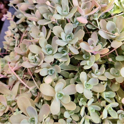 多肉植物　セダム　カリシア　50カット 多肉植物　セダム　カリシア　50カット