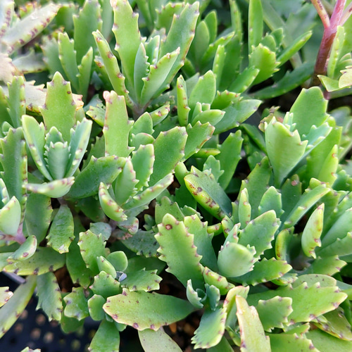 多肉植物セダム 20種類 各5カットずつ【育成説明書付】 多肉植物 多