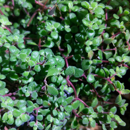 多肉植物セダム 20種類 各5カットずつ【育成説明書付】 多肉植物 多