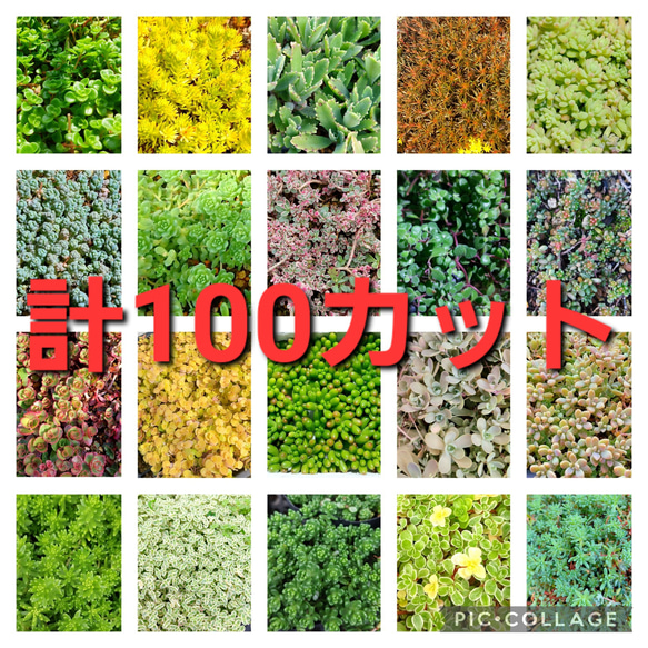 多肉植物セダム 20種類 各5カットずつ【育成説明書付】 多肉植物