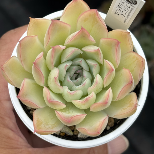 オリジナル交配苗！☆プリドニス× シムランス 多肉植物 エケベリア交配