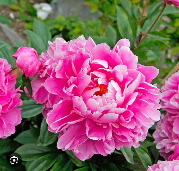芍薬 【ドクターアレキサンダーフレミング】 ポット 苗 八重咲き 豪華