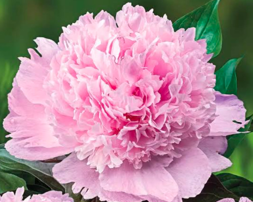 ミスエックハルト　ピオニー　シャクヤク　芍薬　ポット苗ごと　01〜07 楽天市場】予約販売 芍薬 苗 ミス エックハルト 15cmポット シャクヤク