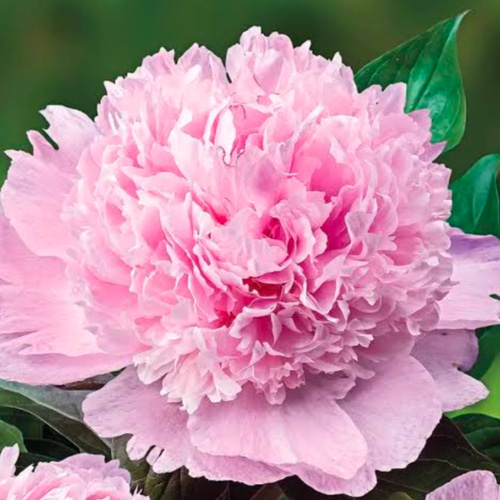 確認用 芍薬苗 2025年 芍薬畑 確認用ページ 大船フラワーセンターの芍薬（