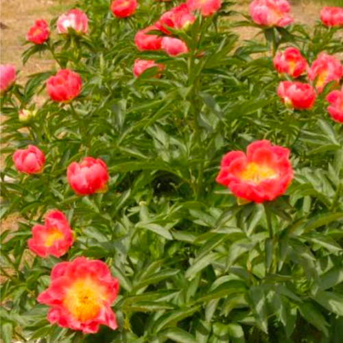 確認用 芍薬苗 シャクヤクの苗｜タキイネット通販【公式】