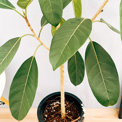 現品］【希少】※一点限り※ フィカス ベンガレンシス ロイ 10号 観葉