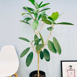 c33b95704647a9ecc2434f780dee66