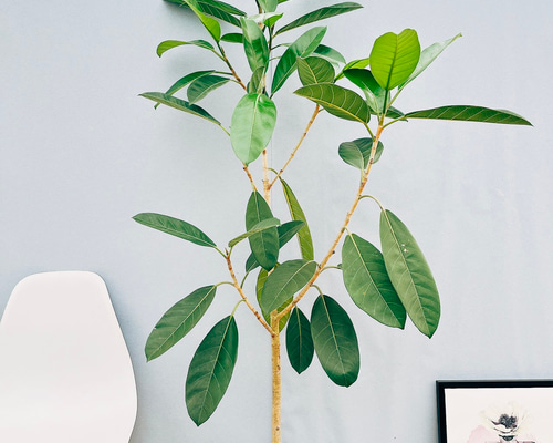 鳳華フィカス 希少 レア オンリーONE ベンガレンシス 鳳華フィカス 希少 レア オンリーONE ベンガレンシス - メルカリ