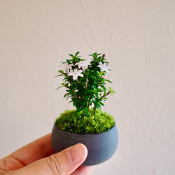 五葉アケビ ミニ盆栽 白花あけび 送料無料 盆栽 白あけび ミニ盆栽 ミニ あけび 白アケビ 実