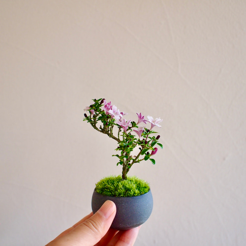 香丁木｜ミニ盆栽｜薄紫色の小花｜ 半常緑樹｜四季咲き 盆栽