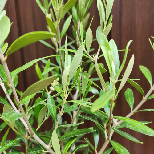 オリーブの木 エルグレコ ホワイト×ゴールド花柄テラコッタ鉢植え 苗
