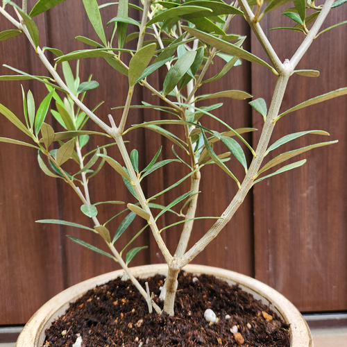 オリーブの木 エルグレコ ホワイト×ゴールド花柄テラコッタ鉢植え 苗