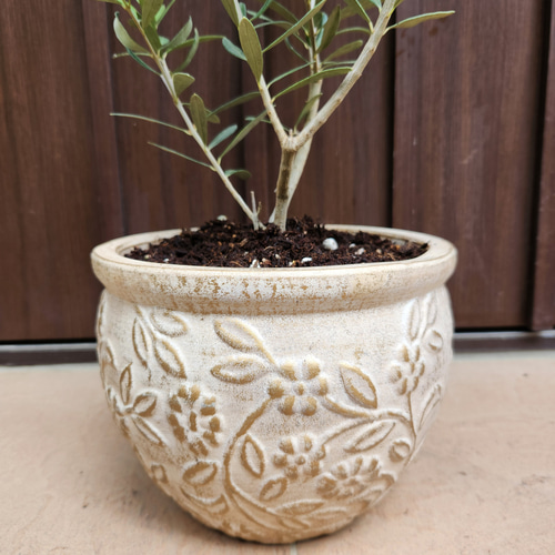 オリーブの木 エルグレコ ホワイト×ゴールド花柄テラコッタ鉢植え 苗
