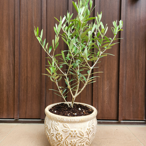 オリーブの木 エルグレコ ホワイト×ゴールド花柄テラコッタ鉢植え 苗
