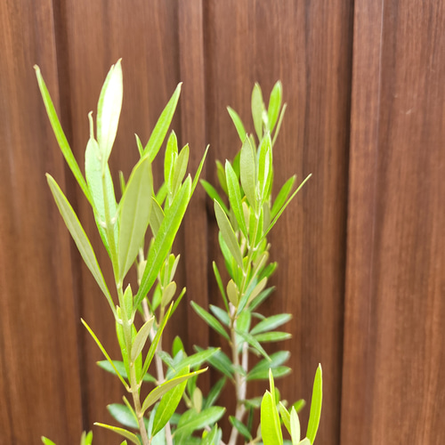 オリーブの木 エルグレコ ホワイト×ゴールド花柄テラコッタ鉢植え 苗
