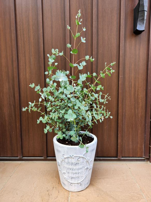ボリューム株 ユーカリ グニー 鉢植え 苗 シンボルツリーにの