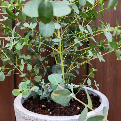 ボリューム株♡ ユーカリグニー 可愛い♡石膏鉢植え 苗木