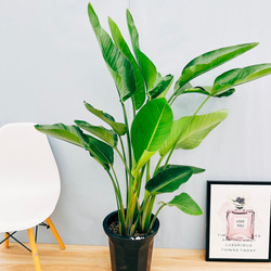 現品］☆人気☆ 6番 キンコウボク 6号 観葉植物 屋外 珍しい