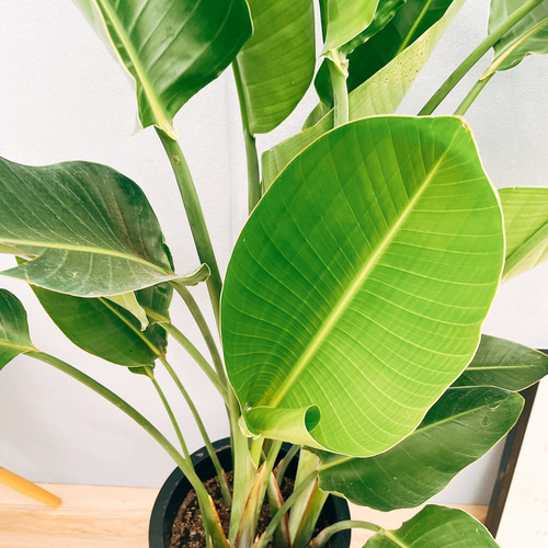 現品］N5 ストレリチアニコライ オーガスタ 10号 観葉植物 大型 室内