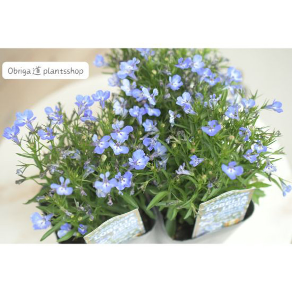 見元園芸さん】ロベリア「レオンブルースプラッシュ」3.5号/寄せ植え