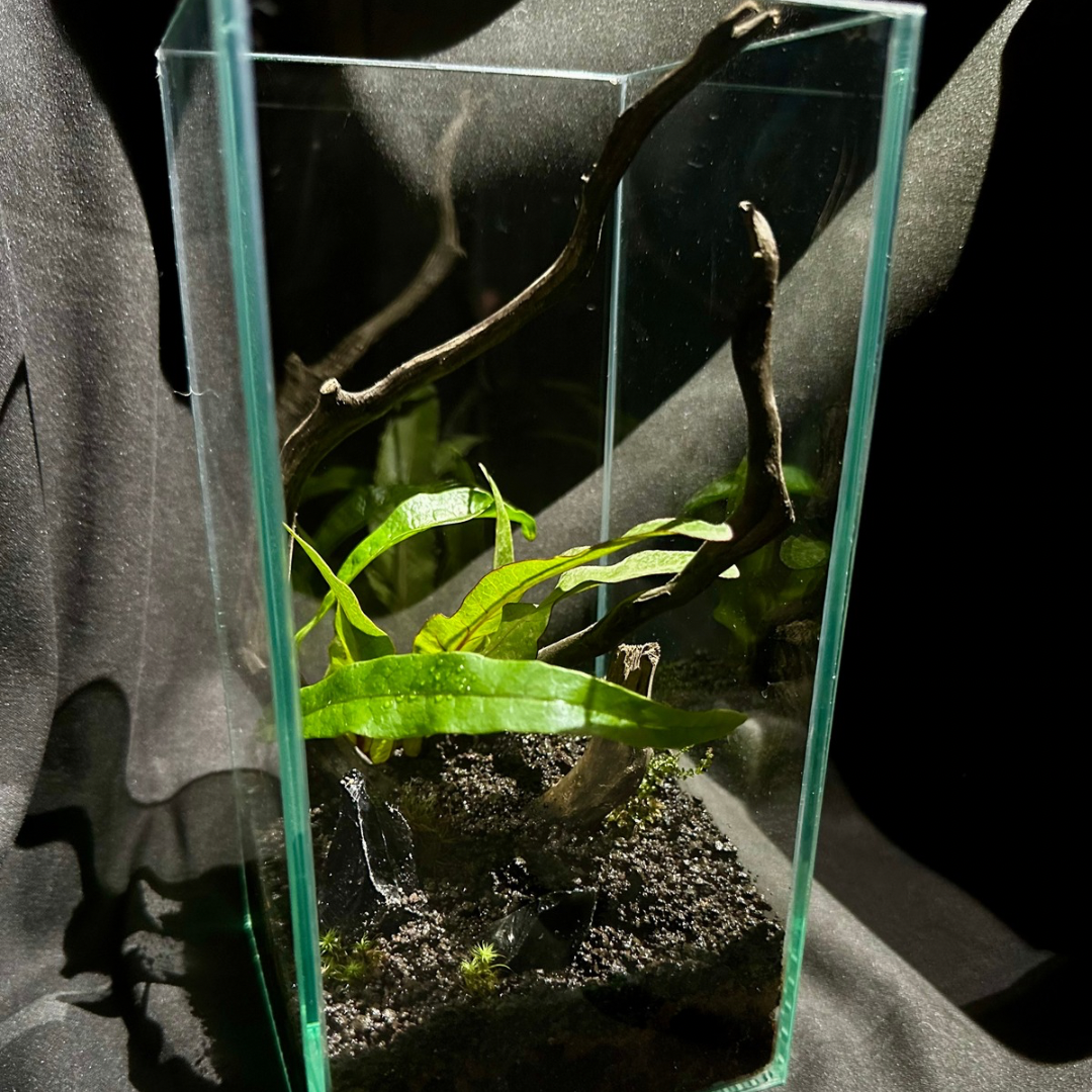 【一点物】アートテラリウム〜宙景〜「無垢の環」(完成品・フタ付き)約20cm