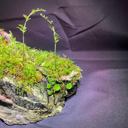 苔　苔石　風山石　パルダリウム　インドアグリーン 苔苔石風山石パルダリウムインドアグリーン