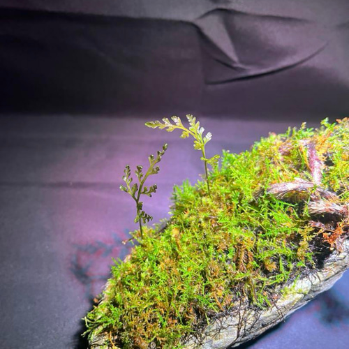 苔　苔石　風山石　パルダリウム　インドアグリーン 苔石 風山石 その他アート ともや 通販 19376852｜Creema(クリーマ)